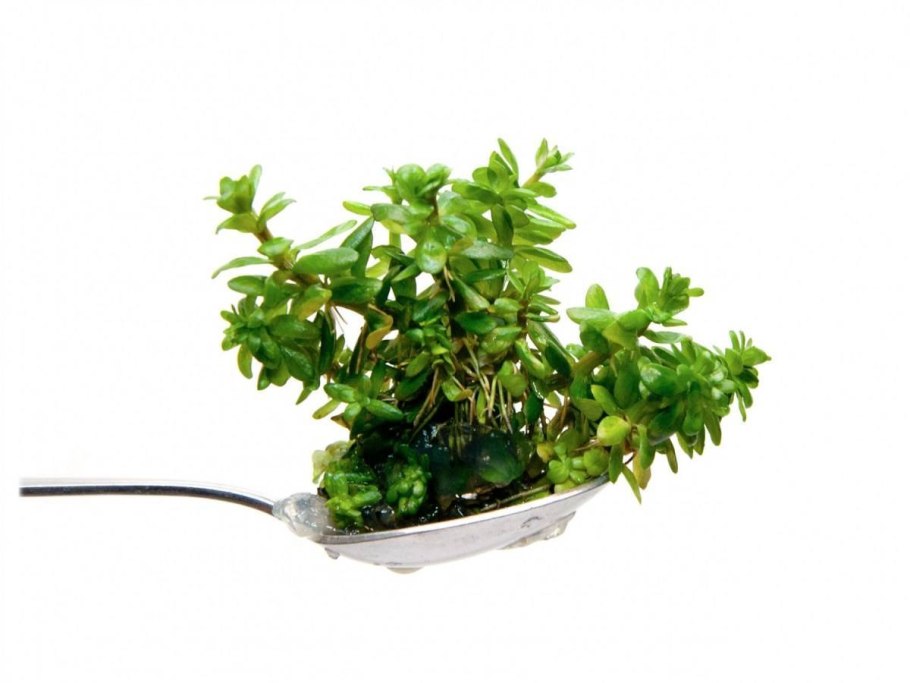 Эхинодорус тенеллус