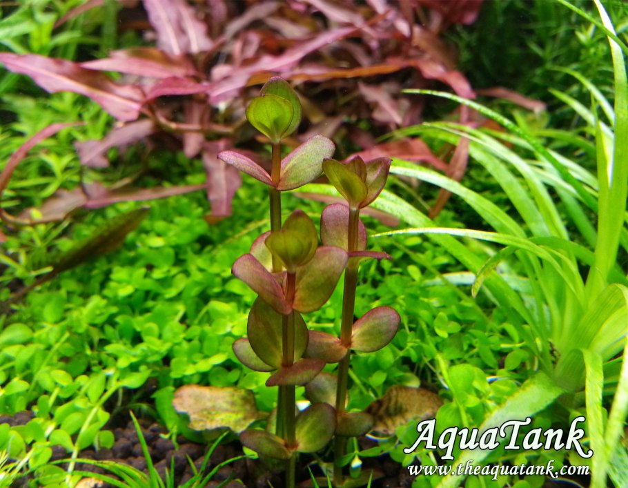 Линдерния круглолистная узорчатая