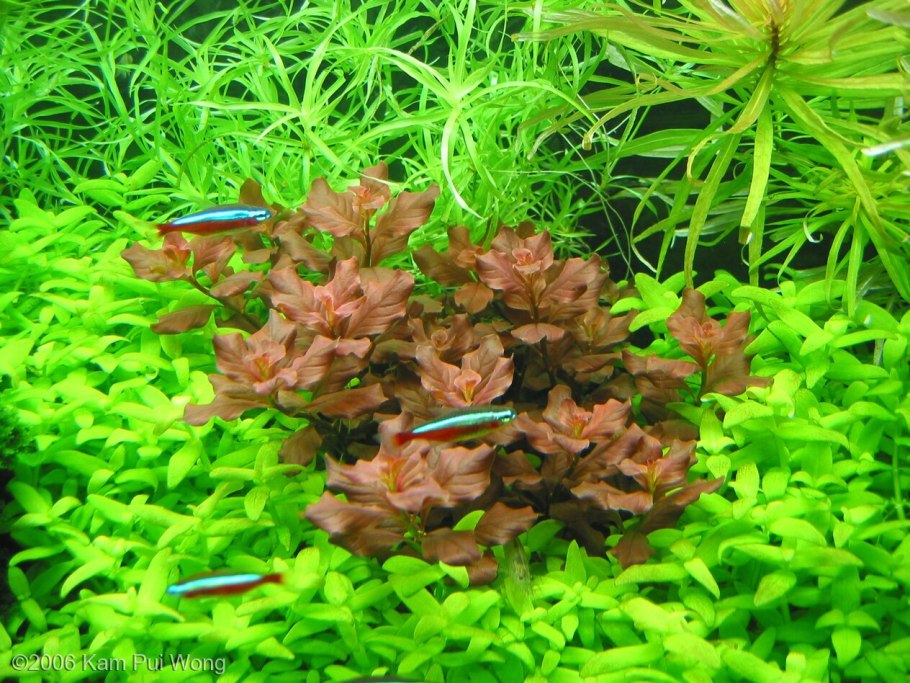 Меристемное Marsilea hirsuta