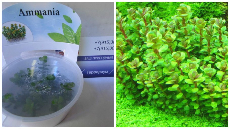 Аммания бонсай (Ammania SP.«Bonsai»)