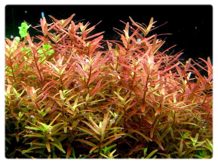 Bucephalandra Theia Red