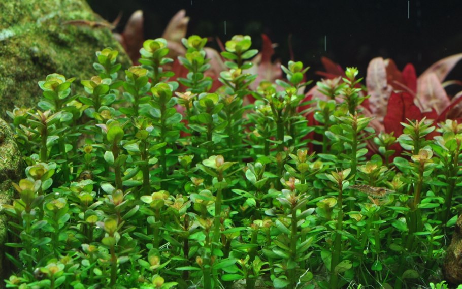 Ротала Индика Rotala Indica