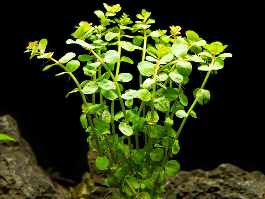Rotala Green 1-2-grow