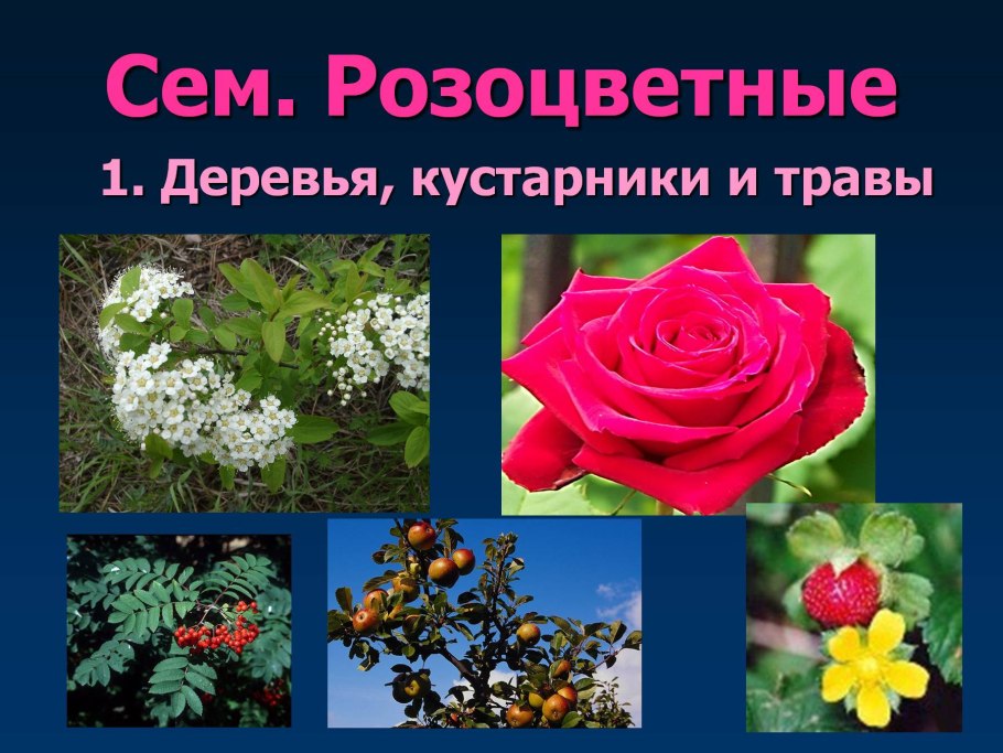 Мутовчатое строение листа