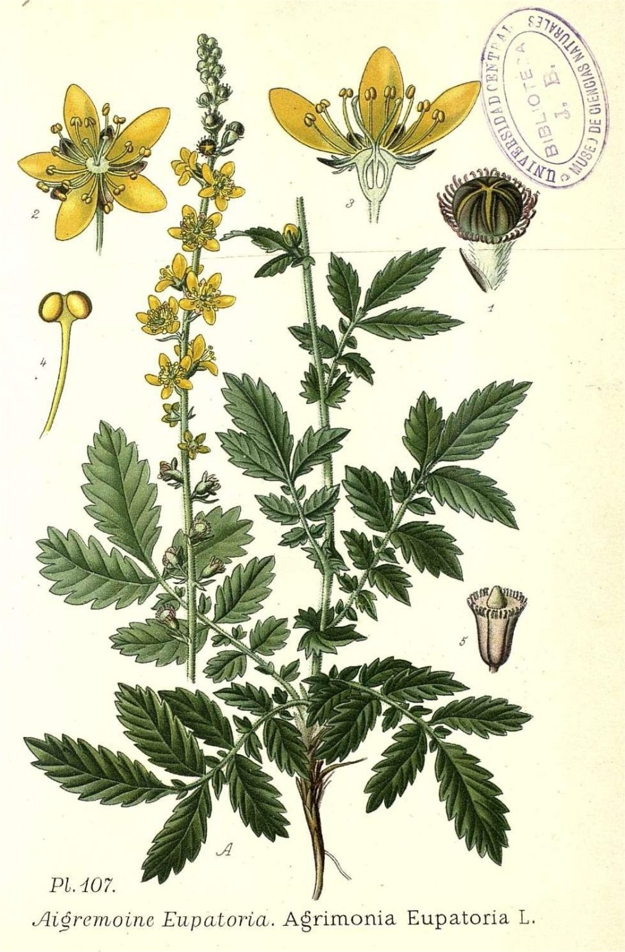 Соцветие крестоцветных растений