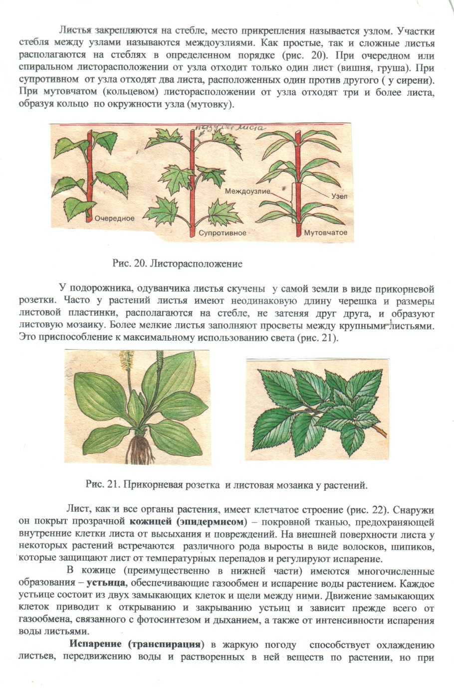 Семейство двудольные семейство бобовые
