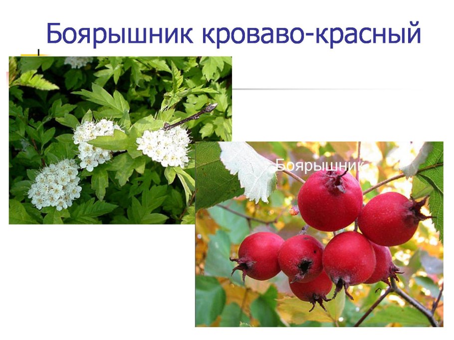 Соцветие кисть