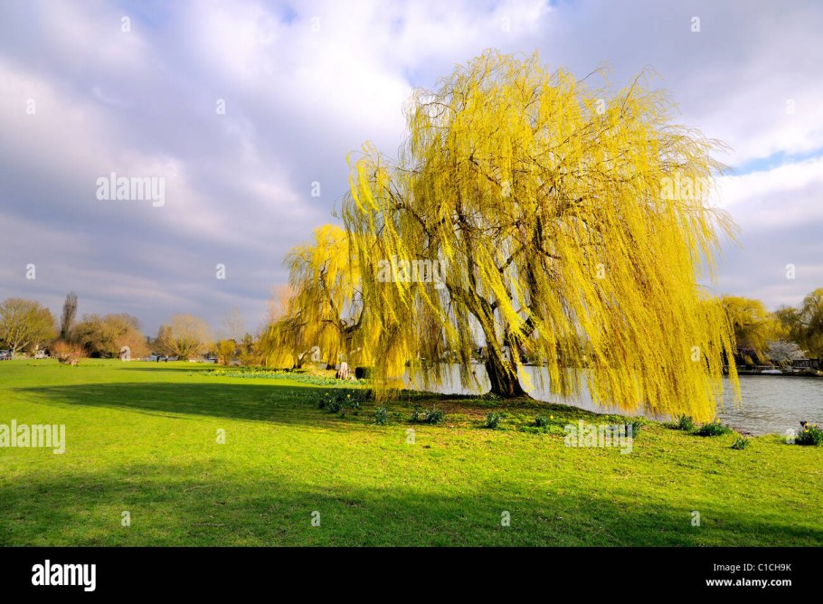Ива белая плакучая Тристис