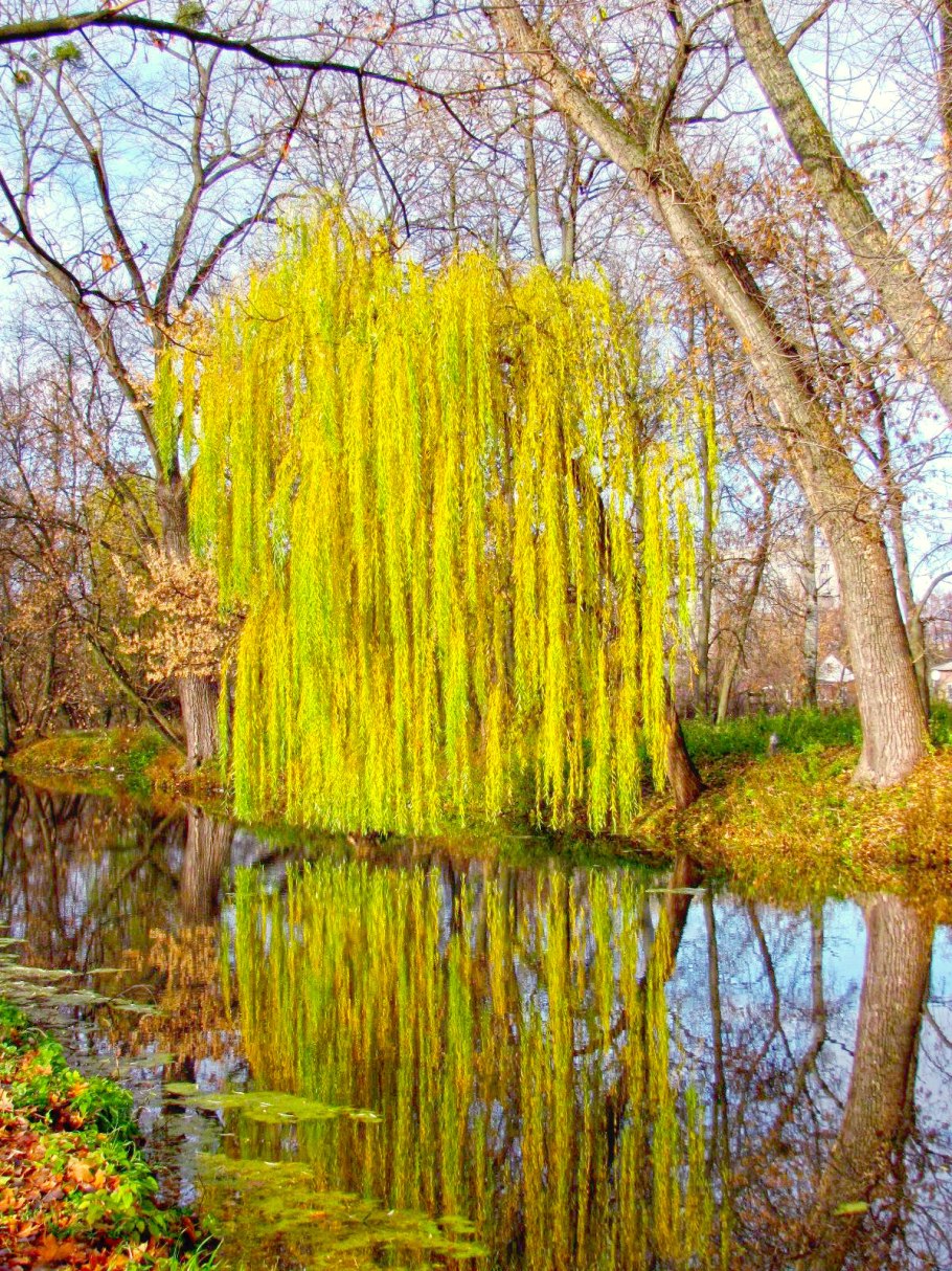 Ива белая плакучая дерево