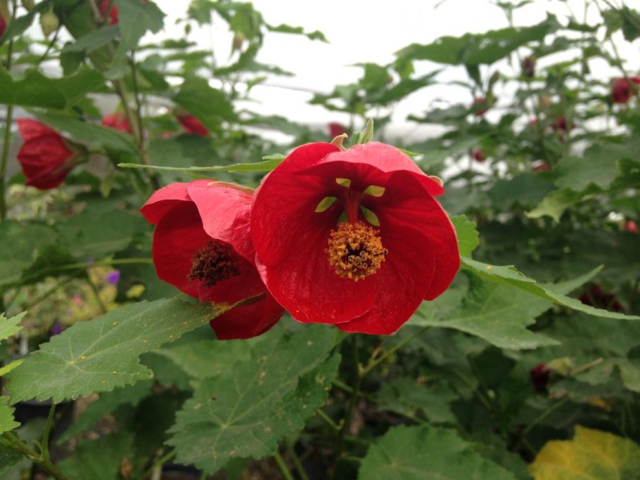 Абутилон Roter Jewel