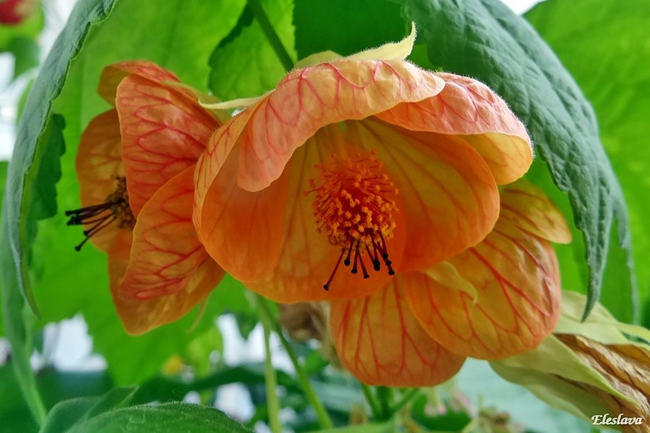 Клён комнатный цветок желтый