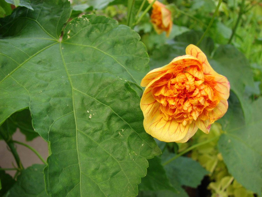 Абутилон Дарвина (Abutilon darwinii)