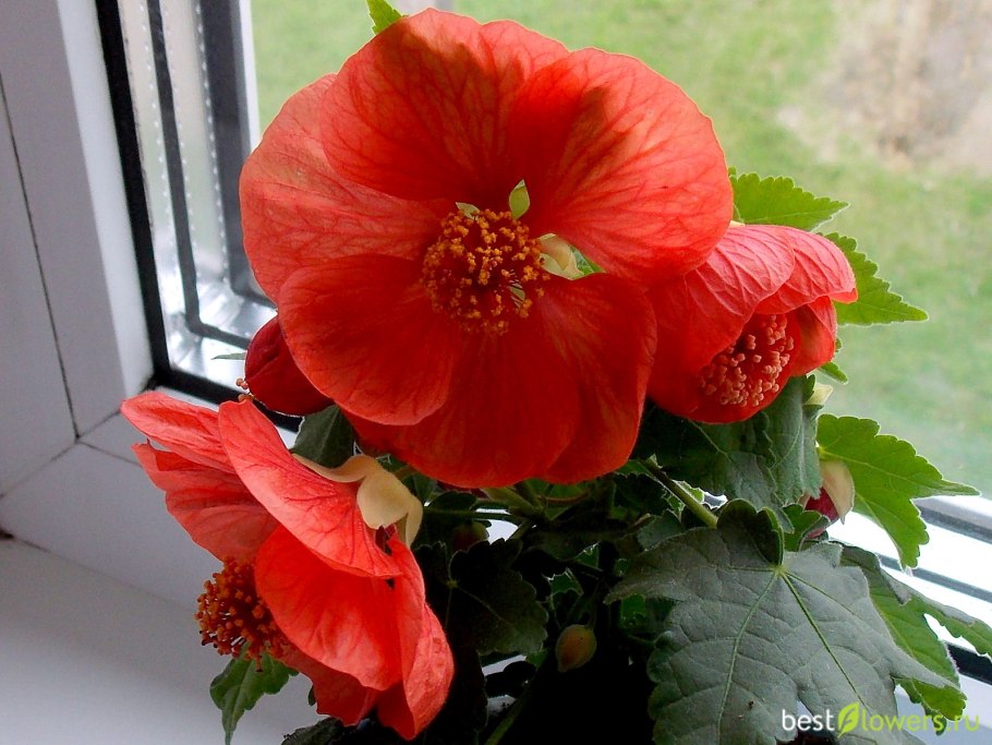 Абутилон цветки желтый