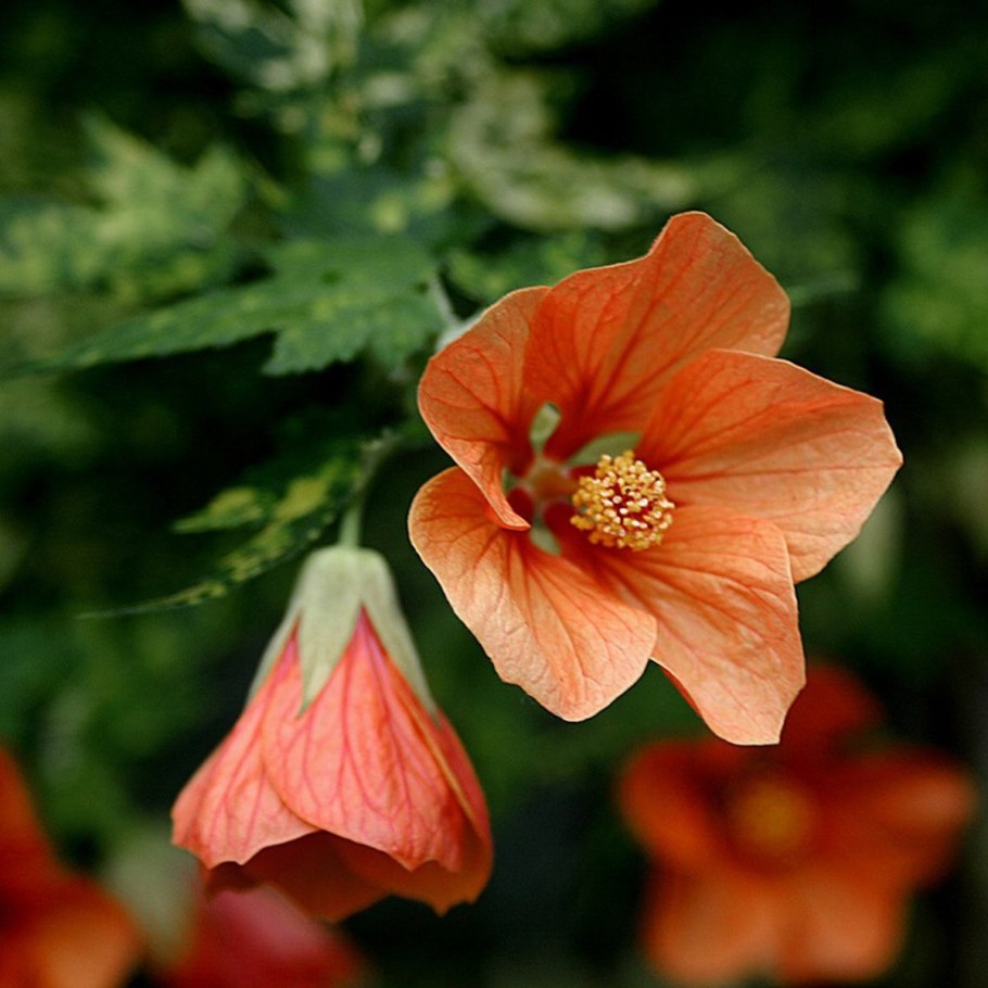 Вирусная мозаика абутилон