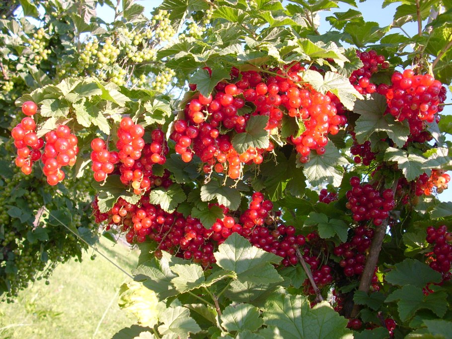 Смородина красная Йонкер Ван тетс