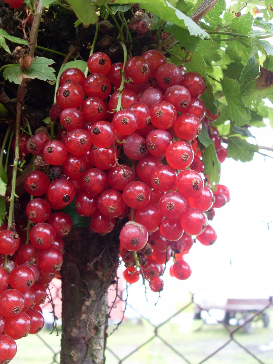 Смородина Вишневая Виксне