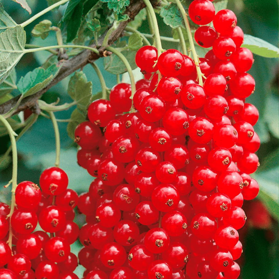 Смородина Джонкер Ван