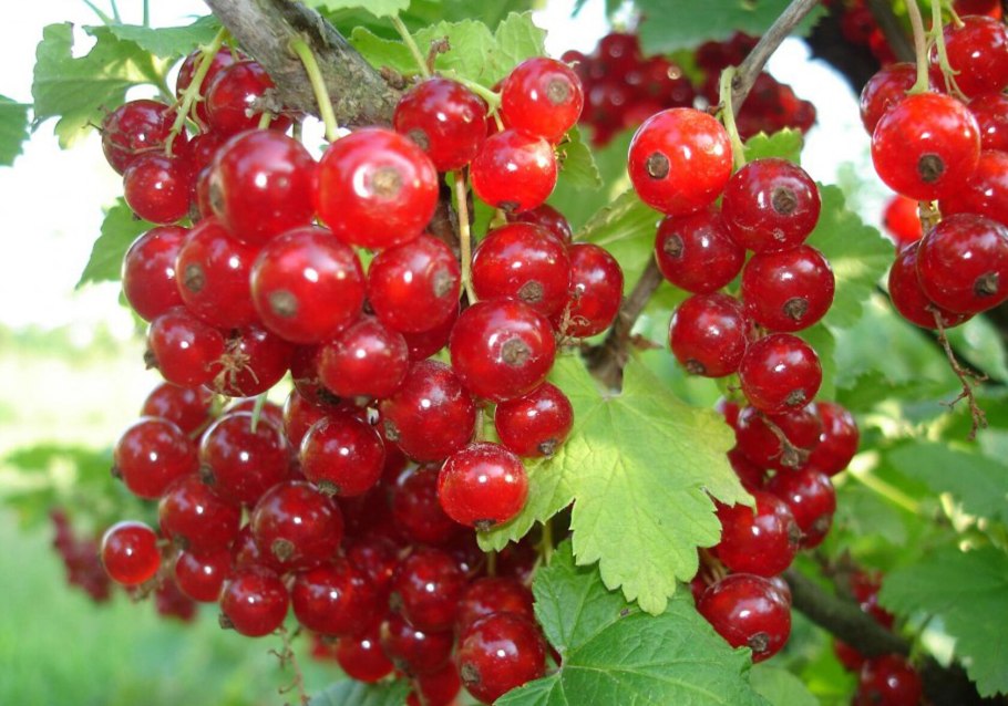 Смородина сорта ненаглядная