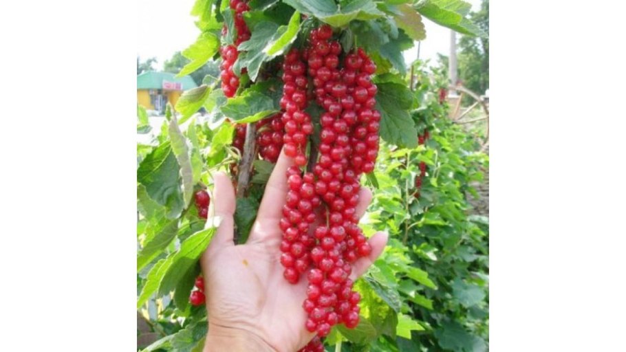 Смородина красная хрустящая описание