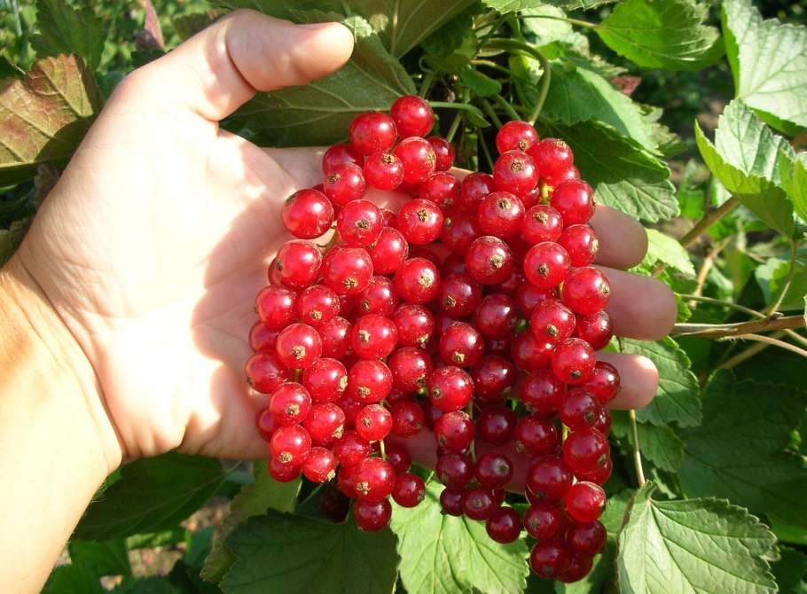 Смородина красная Джонкер Ван тетс