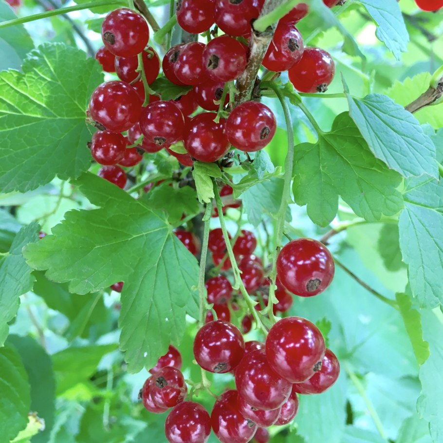 Смородина красная Розетта