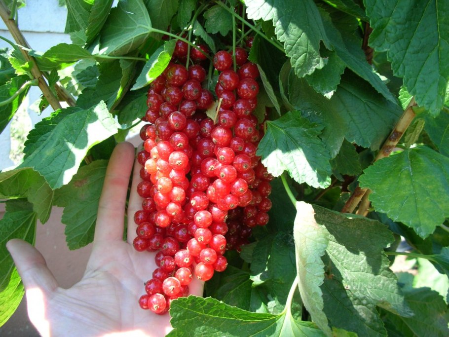 Смородина Джонкер Ван