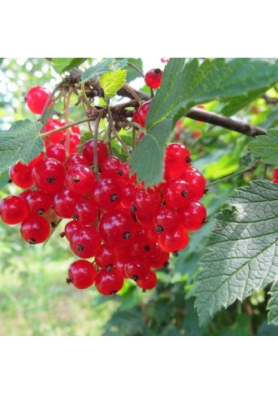 Смородина Джонкер Ван