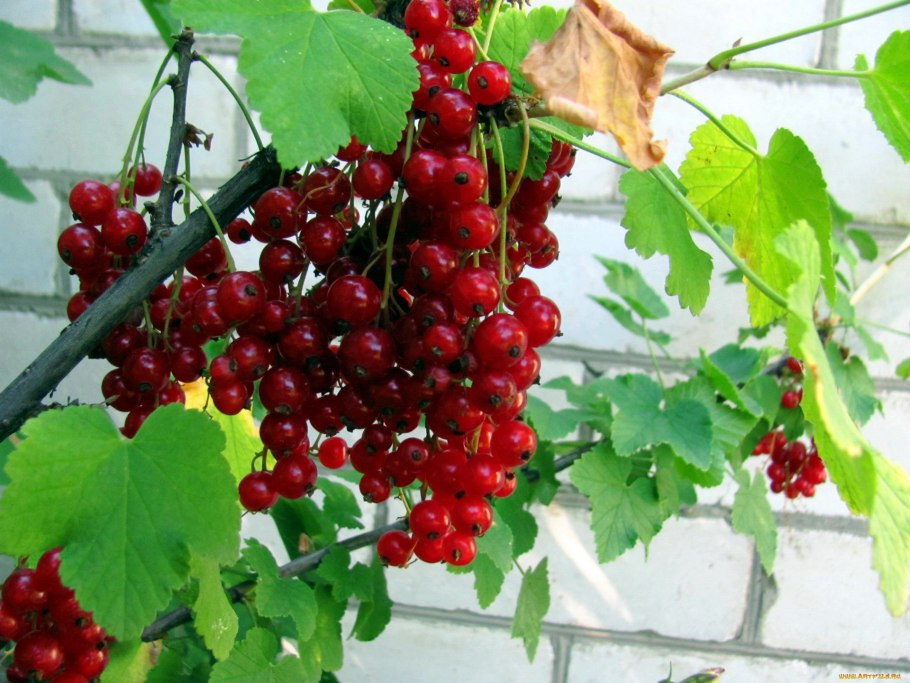 Красная смородина кислая