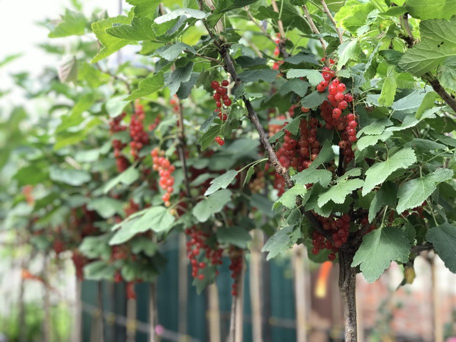 Листья красной смородины