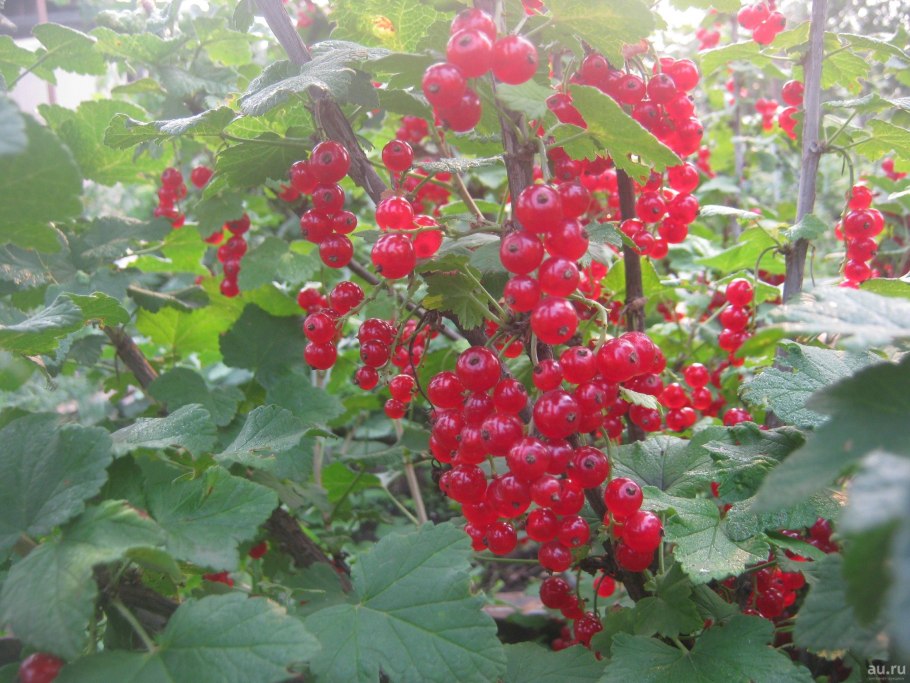 Смородина сорт сахарная красная