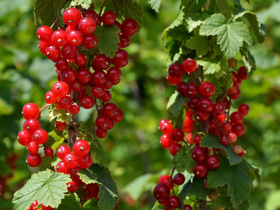 Смородина красная Джонкер Ван