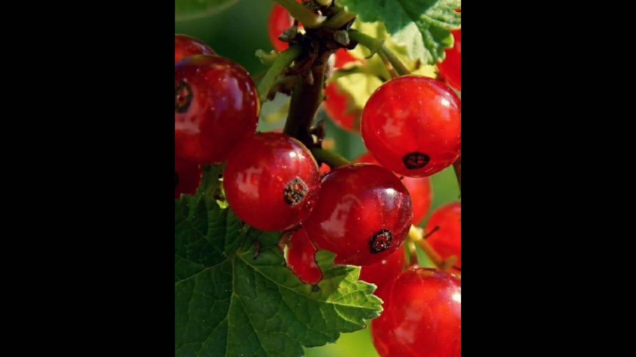 Смородина красная Валенсия