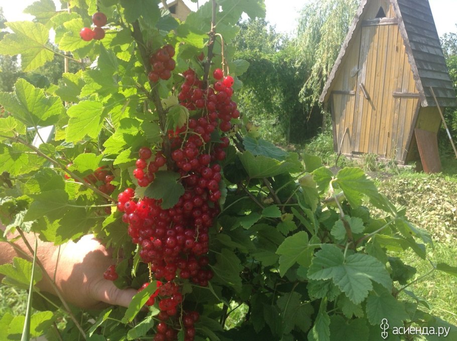 Смородина Jonkheer van Tets