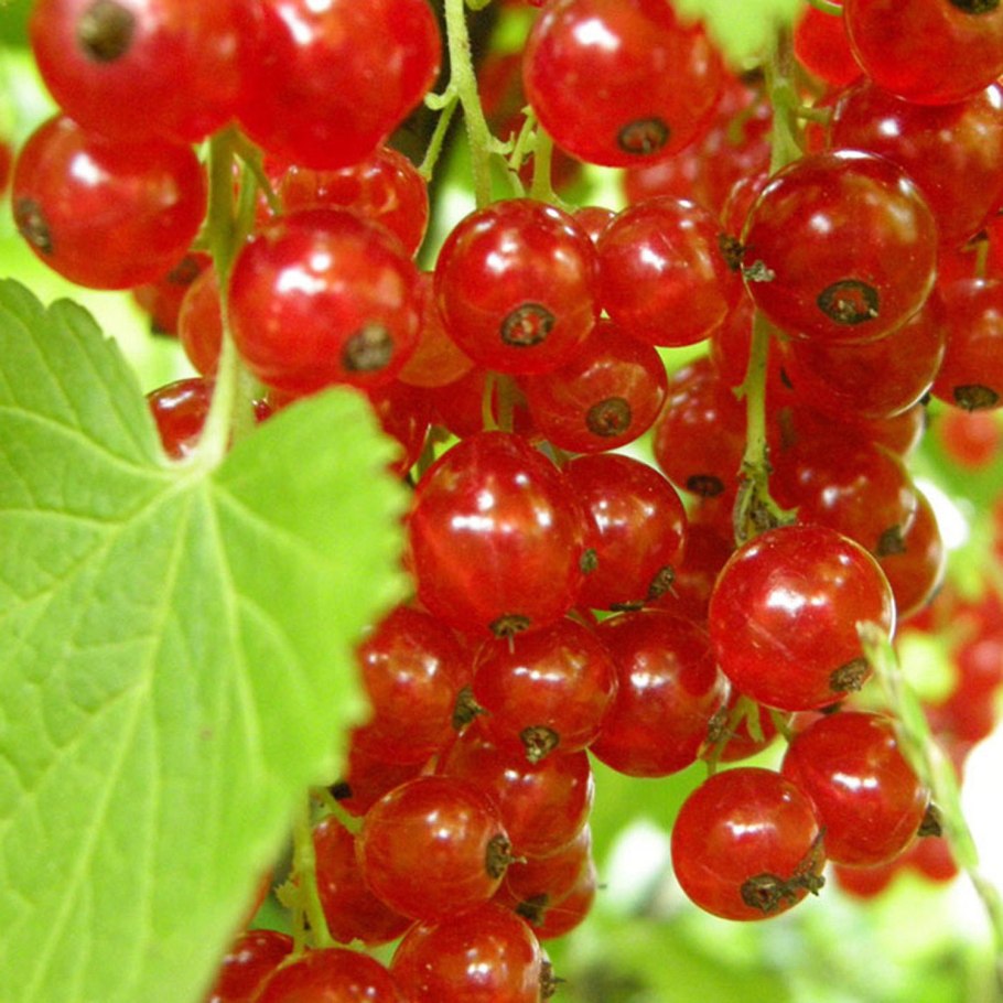 Смородина красная Джонкер Ван