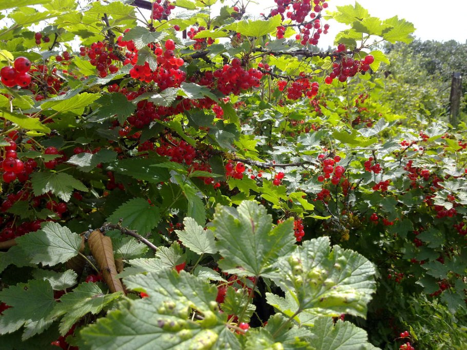 Смородина красная Натали (с2)