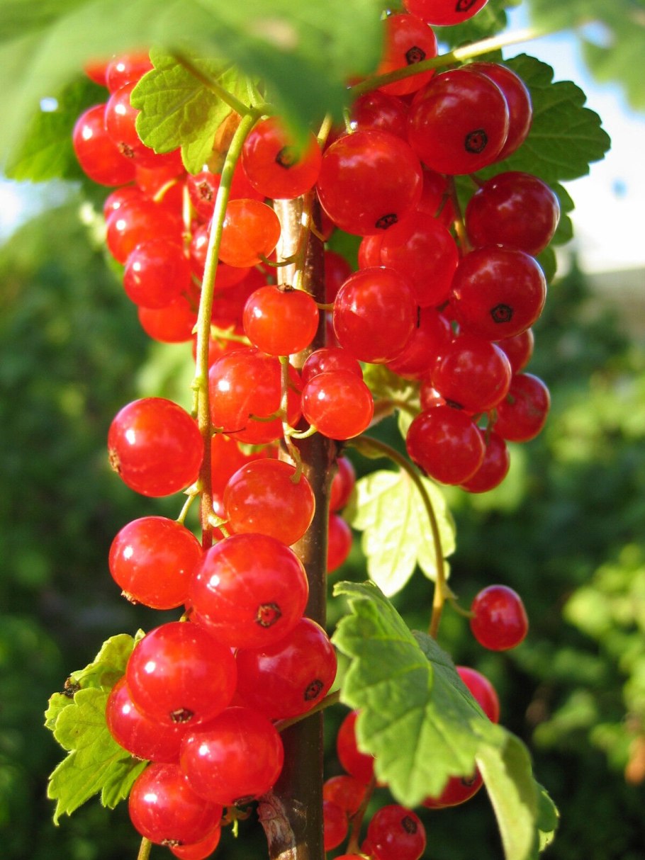 Смородина красная рондом