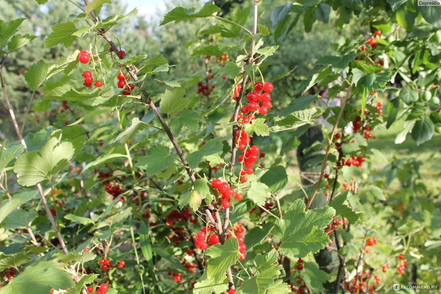 Красная смородина Виксне кустарник