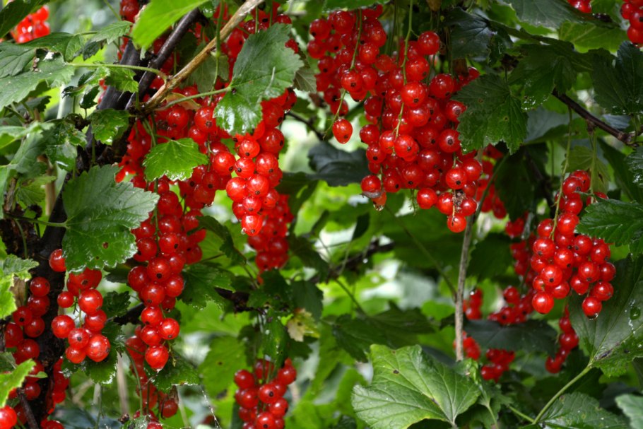 Смородина красная сорт Ровада