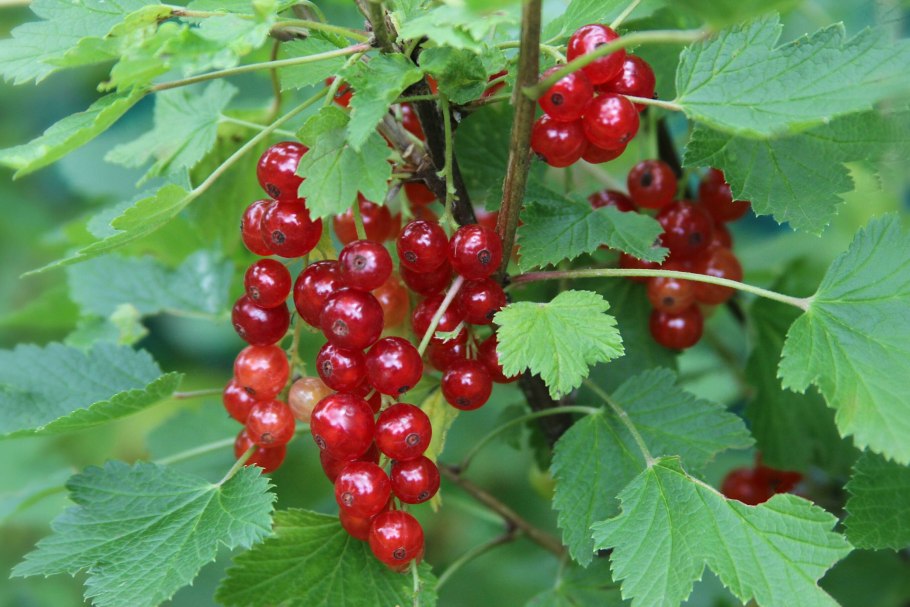 Смородина красная (ribes rubrum &#96;rolan&#96;)
