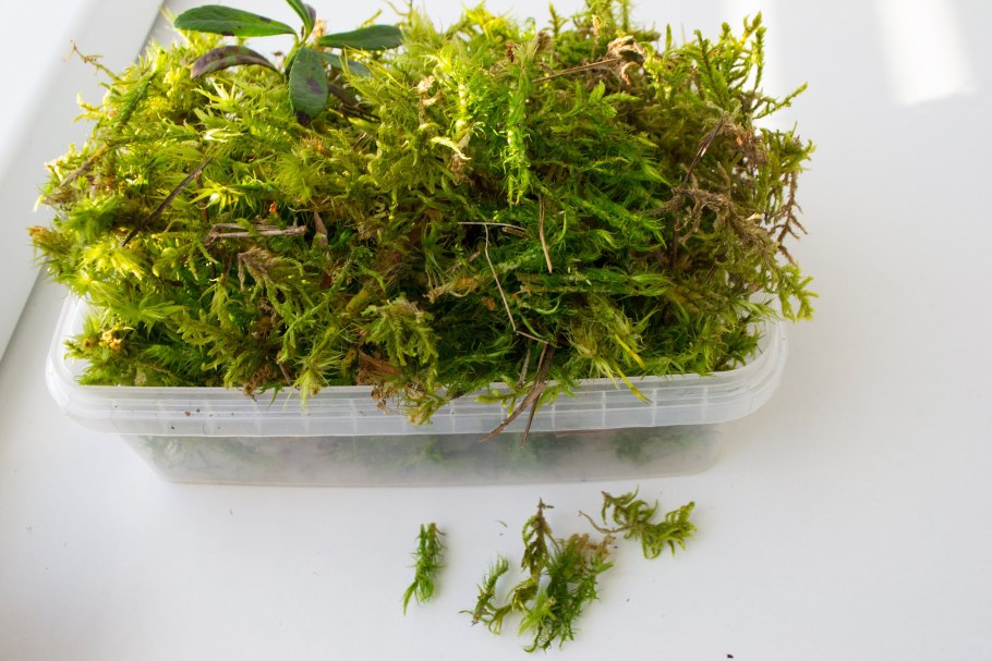 Мох Феникс фиссиденс фонтанус (Fissidens fontanus, Phoenix Moss).