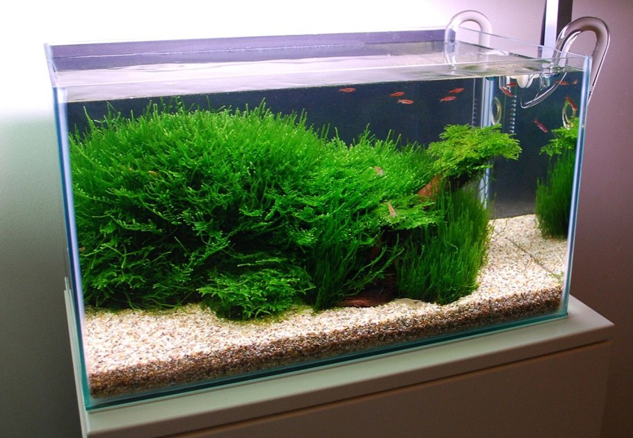 Мох стринг (Leptodictyum riparium)