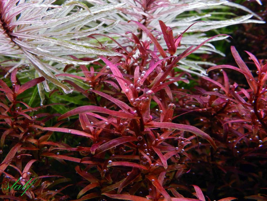 Аммания Сенегальская (Ammannia senegalensis)