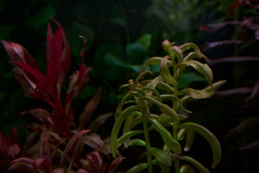 Аммания Сенегальская