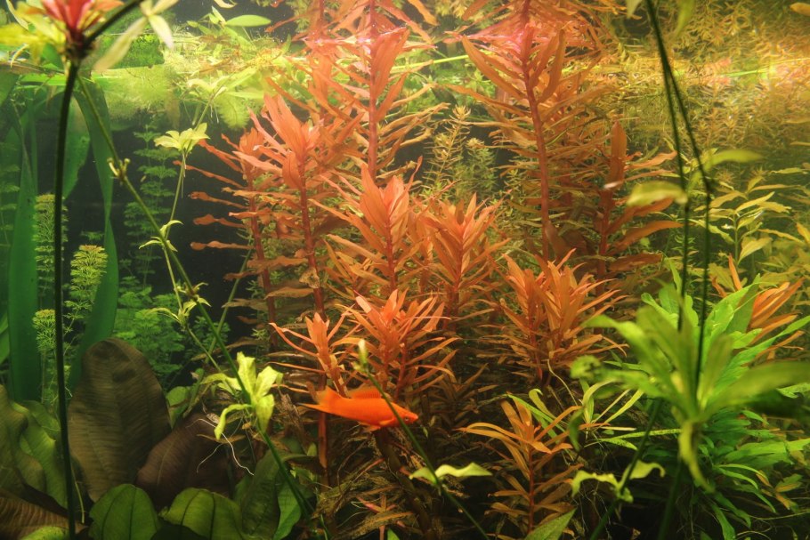 Аммания изящная