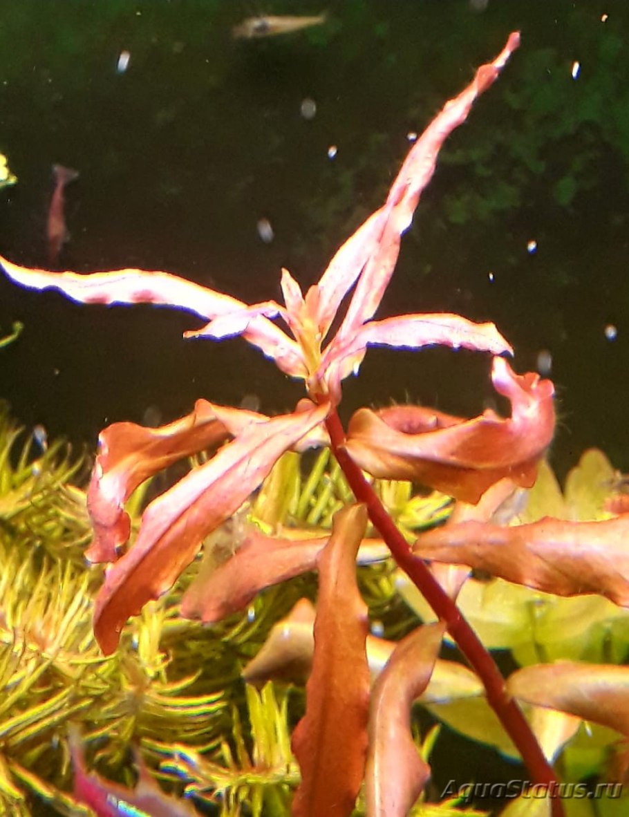 Аммания Сенегальская