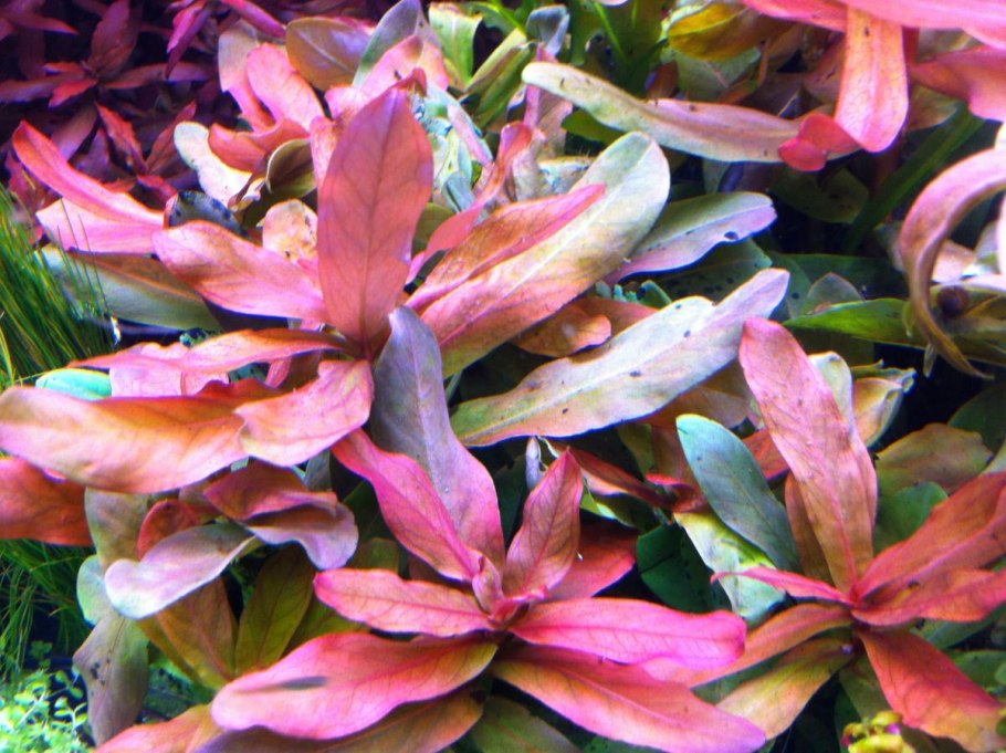 Аммания бонсай (меристемная)