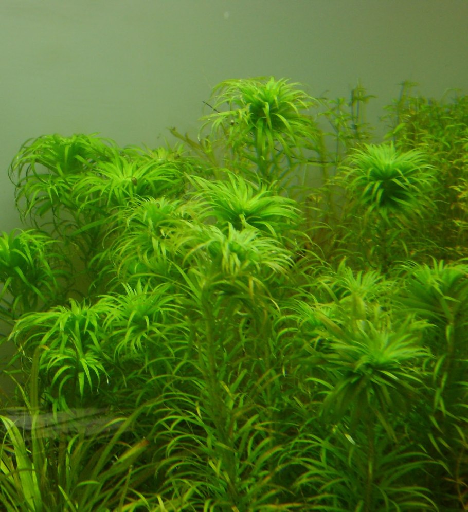 Аммания изящная (Ammannia gracilis)