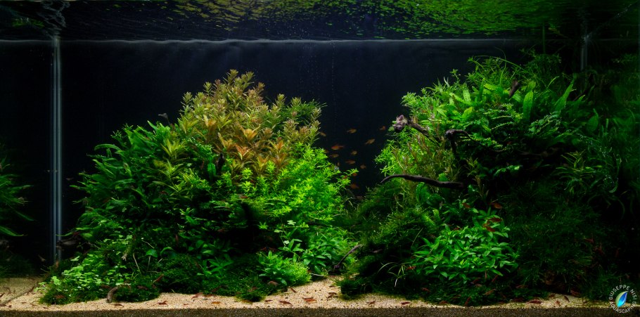 Аммания мультифлора