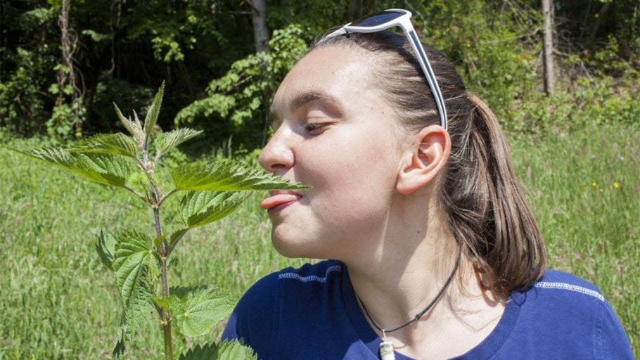 Крапиву но с мелкими листочками фото