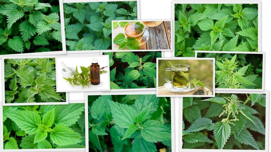 Крапивой по